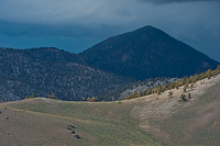 Bristlecone Pines and Landscapes of the Eastern Sierras Tour