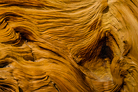 Bristlecone Pine, Ancient  Bristlecone Pine Forest, White Mountains, California