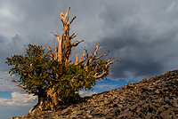 Bristlecone Pine, Ancient  Bristlecone Pine Forest, White Mountains, California