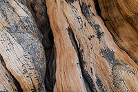 Bristlecone Pine, Ancient  Bristlecone Pine Forest, White Mountains, California