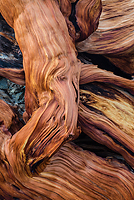 Bristlecone Pine, Ancient  Bristlecone Pine Forest, White Mountains, California