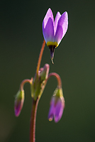 Jeffrey's Shooting Star, Bristlecone Pines and Landscapes of the Eastern Sierras Tour