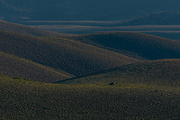 Bristlecone Pines and Landscapes of the Eastern Sierras Tour