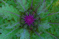 Drummond's Thistle, Bristlecone Pines and Landscapes of the Eastern Sierras Tour