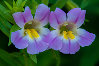 Lewis' Monkeyflower, Bristlecone Pines and Landscapes of the Eastern Sierras Tour