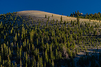 Bristlecone Pines and Landscapes of the Eastern Sierras Tour