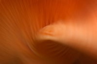 Big Laughing Gym, (Gymnopilus spectabilis), Mushroom, Autumn, Michigan