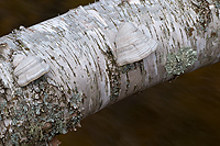 Birch Log Over Stream, Pictured Rocks National Lakeshore, Upper Peninsula, Michigan