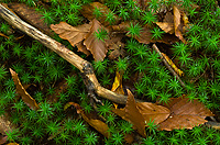 Club Moss, Autumn, Michigan