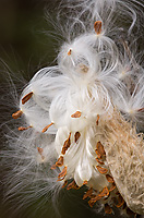 Common Milkweed Seedpod, Autumn, Michigan