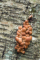 Fungi Growing on Birch, Autumn, Michigan