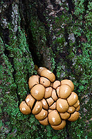 Fungi Growing on Birch, Autumn, Michigan