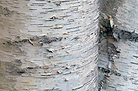 Paper Birch Tree, (Betula alba papyrifera), Autumn, Michigan