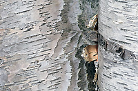 Paper Birch Tree, Curl Detail, (Betula alba papyrifera), Autumn, Michigan