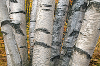 Paper Birch Trees, (Betula alba papyrifera), Autumn, Michigan