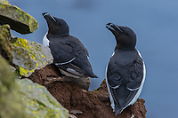 Razorbills, Latrabjarg Seabird Cliffs, Iceland