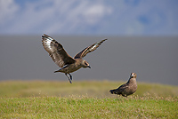 Great Skuas, (Stercorarius skua), Iceland