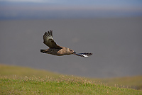 Great Skua, (Stercorarius skua), Iceland