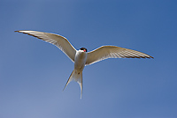 Arctic Tern, (Sterna paradisaea), Iceland