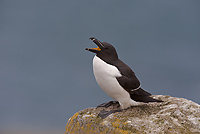 Razorbill, (Alca torda), Iceland