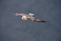 Northern Fulmar, (Fulmarus glacialis), Iceland