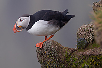 Atlantic Puffin, (Fratercula arctica), Ingolfshofdi Nature Reserve, Iceland