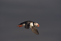 Atlantic Puffin, In Flight, (Fratercula arctica), Ingolfshofdi Nature Reserve, Iceland