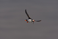 Atlantic Puffin, In Flight, (Fratercula arctica), Ingolfshofdi Nature Reserve, Iceland