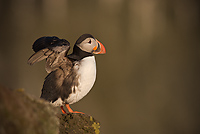 Atlantic Puffin, (Fratercula arctica), Latrabjarg, Iceland