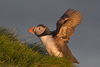 Atlantic Puffin, (Fratercula arctica), Latrabjarg, Iceland