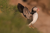 Atlantic Puffin, (Fratercula arctica), Latrabjarg, Iceland