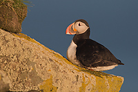 Atlantic Puffin, (Fratercula arctica), Latrabjarg, Iceland