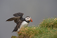 Atlantic Puffin, (Fratercula arctica), Ingolfshofdi Nature Reserve, Iceland