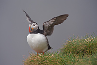 Atlantic Puffin, (Fratercula arctica), Ingolfshofdi Nature Reserve, Iceland