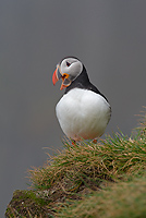 Atlantic Puffin, (Fratercula arctica), Ingolfshofdi Nature Reserve, Iceland