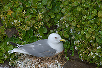 Black-legged Kittiwake, (Rissa tridactyla), Iceland