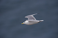 Black-legged Kittiwake, (Rissa tridactyla), Iceland