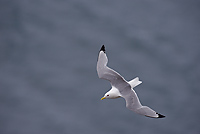 Black-legged Kittiwake, (Rissa tridactyla), Iceland