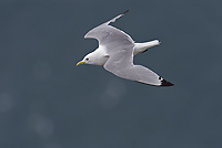 Black-legged Kittiwake, (Rissa tridactyla), Iceland