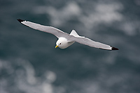 Black-legged Kittiwake, (Rissa tridactyla), Iceland