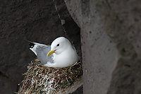 Black-legged Kittiwake, (Rissa tridactyla), Iceland