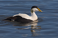 Common Eider, Adult Male, (Somateria mollissima), Iceland