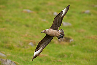 Great Skua, (Stercorarius skua), Iceland