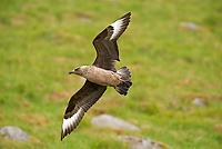 Great Skua, (Stercorarius skua), Iceland