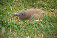 Great Skua, Chick, (Stercorarius skua), Iceland