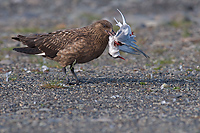 Great Skua, (Stercorarius skua), with Arctic Tern, Iceland