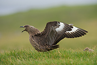 Great Skua with Chick, (Stercorarius skua), Iceland