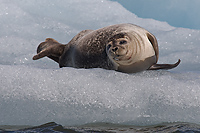 Harbour Seal, Iceland