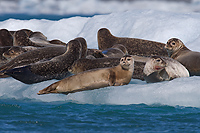 Harbour Seals, Iceland