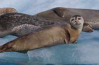 Harbour Seals, Iceland